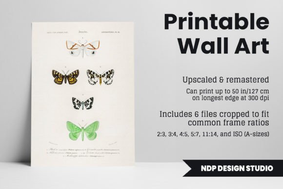 Download Vintage Moth Illustration Printable Art - Vintage Collection