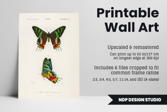 Download Vintage Moth Illustration Printable Art - Vintage Collection